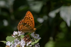 David Plant Photography - Wildlife Photography - Silver washed fritillary - C